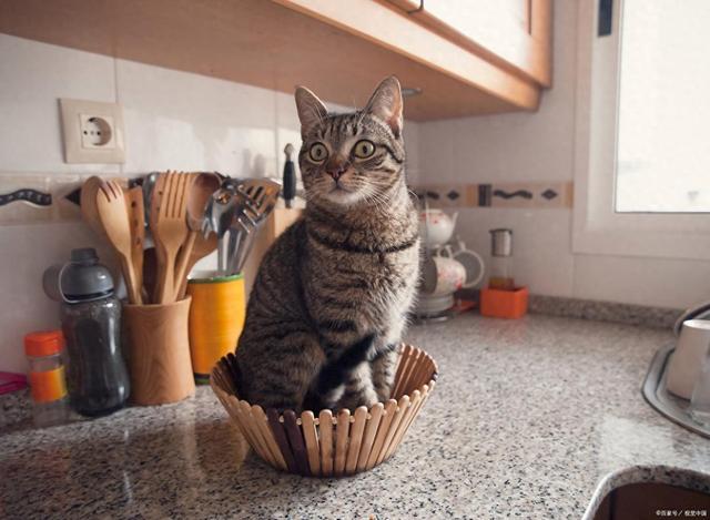 要吗？这样救安全省心不浪费开元棋牌S生肉让猫啃了还能(图2)