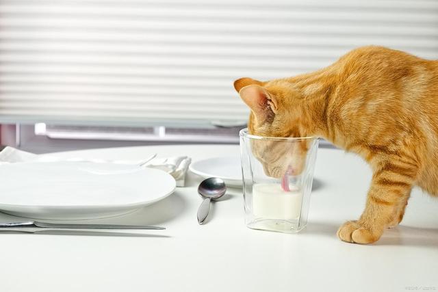 要吗？这样救安全省心不浪费开元棋牌S生肉让猫啃了还能(图4)